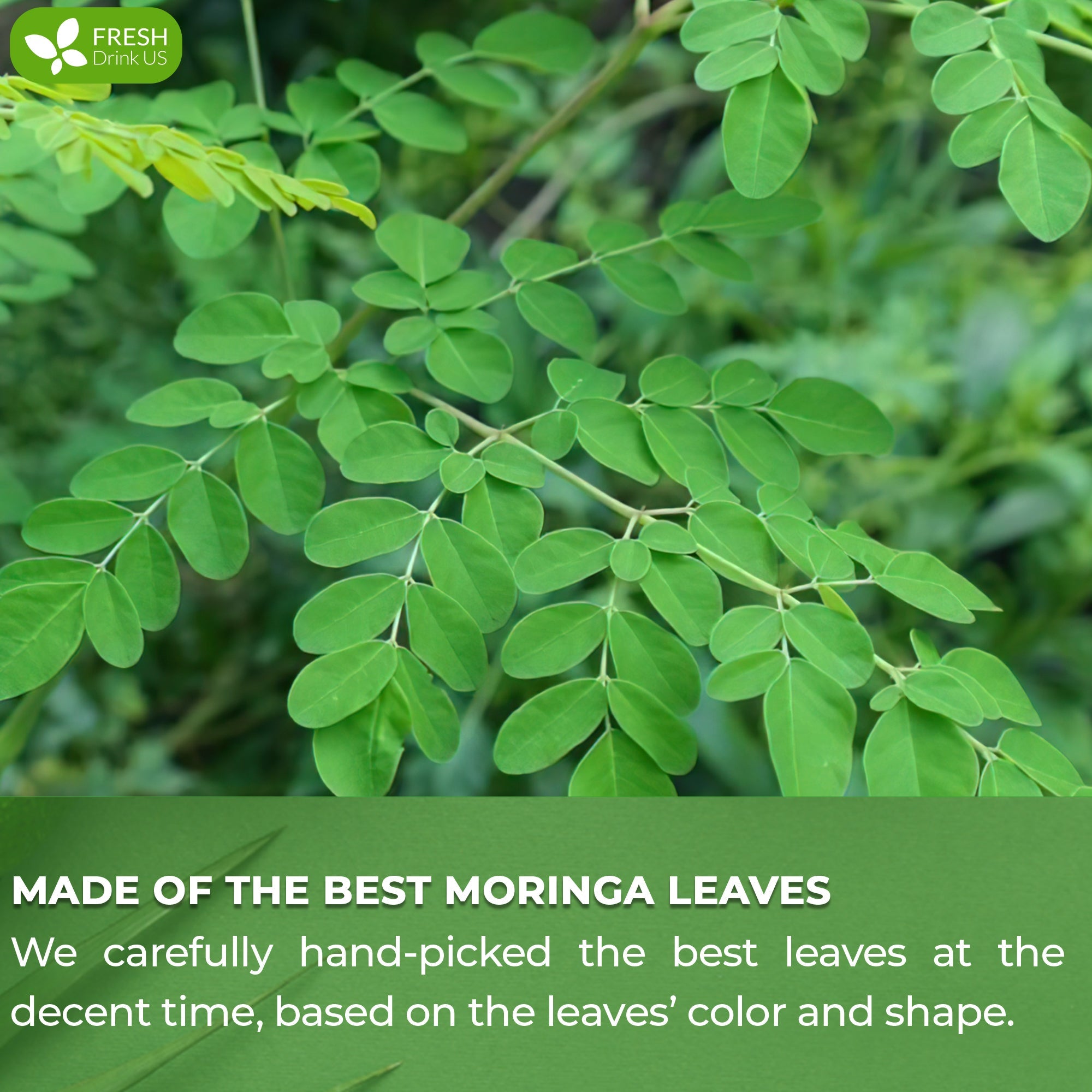 Moringa Leaf Tea Bags, 100% Natural & Pure from Moringa Leaves. Loose Leaf Moringa Herbal Tea. Moringa Leaf Tea. No Sugar, No Caffeine, No Gluten, Vegan by FreshDrinkUS - Natural and Premium Herbal Tea
