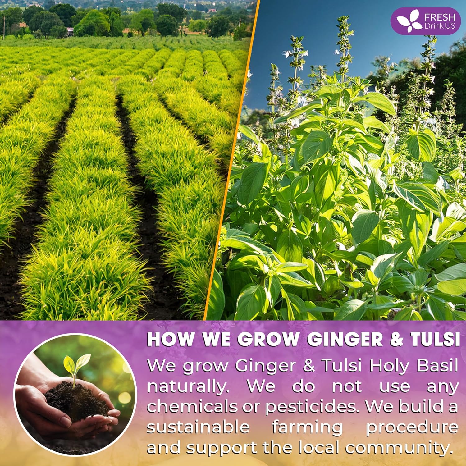 Premium Ginger Tulsi Tea Bags | Hand-made Blend of Ginger and Tulsi Holy Basil Leaves by FreshDrinkUS - Natural and Premium Herbal Tea