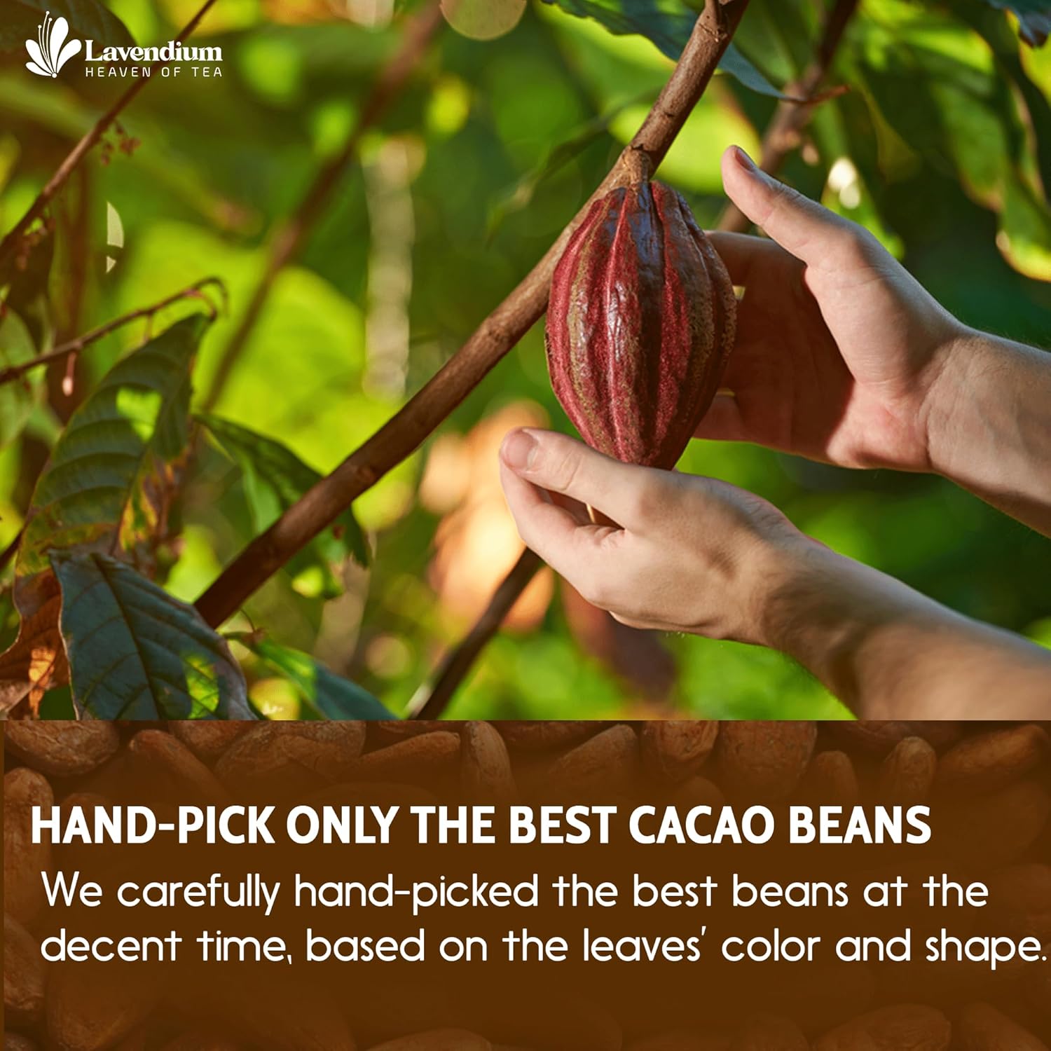 Cacao Powder, 25oz (1.56 lbs), 100% Natural & Pure, Unsweetened, Rich Chocolate Flavor, Perfect for Baking & Smoothies by FreshDrinkUS - Natural and Premium Herbal Tea