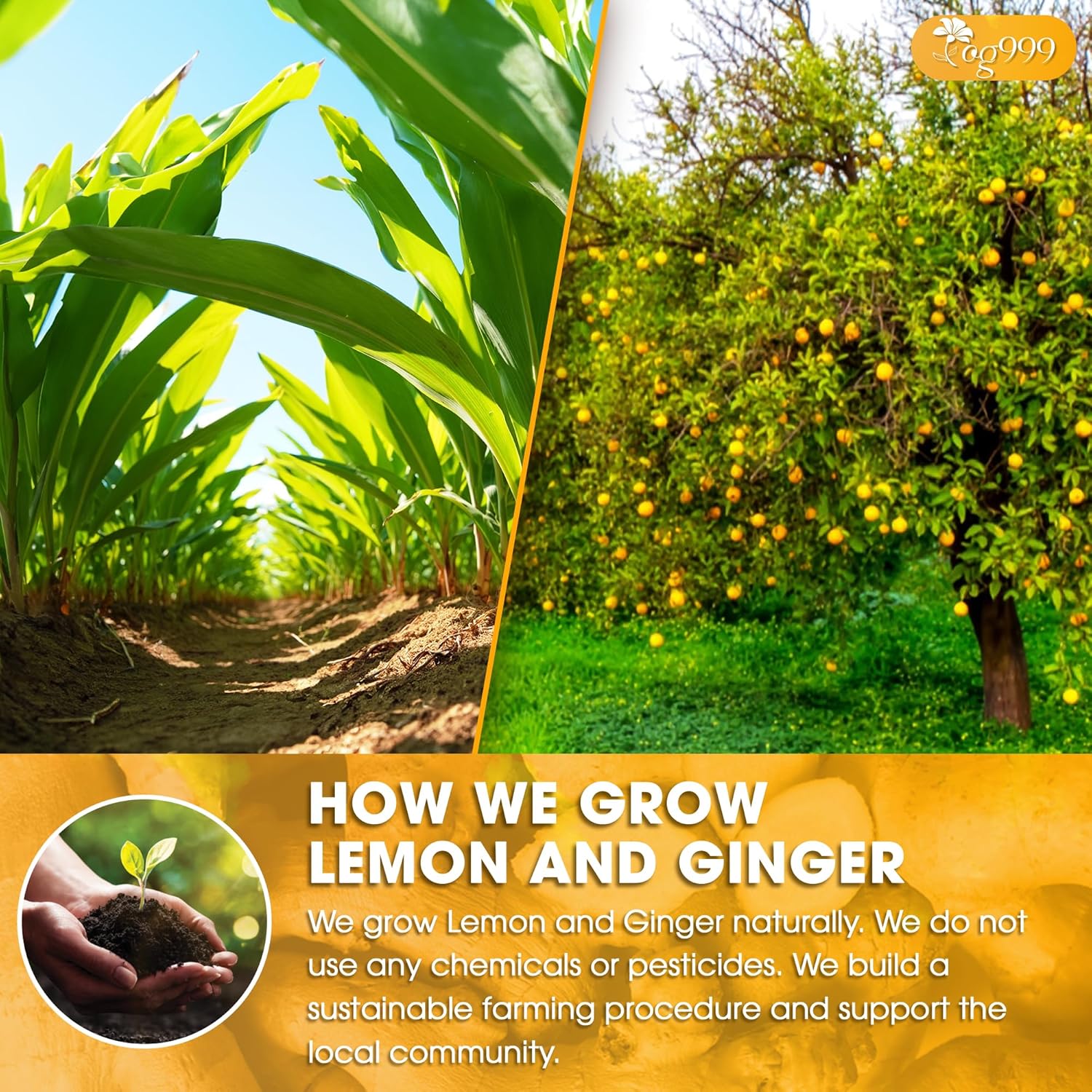 Premium Lemon, Ginger Herbal Blend Tea Bag | Improve Digestion, Support Brain, Weight, Skin and Sleep, Eco-Conscious Tea Bags by FreshDrinkUS - Natural and Premium Herbal Tea