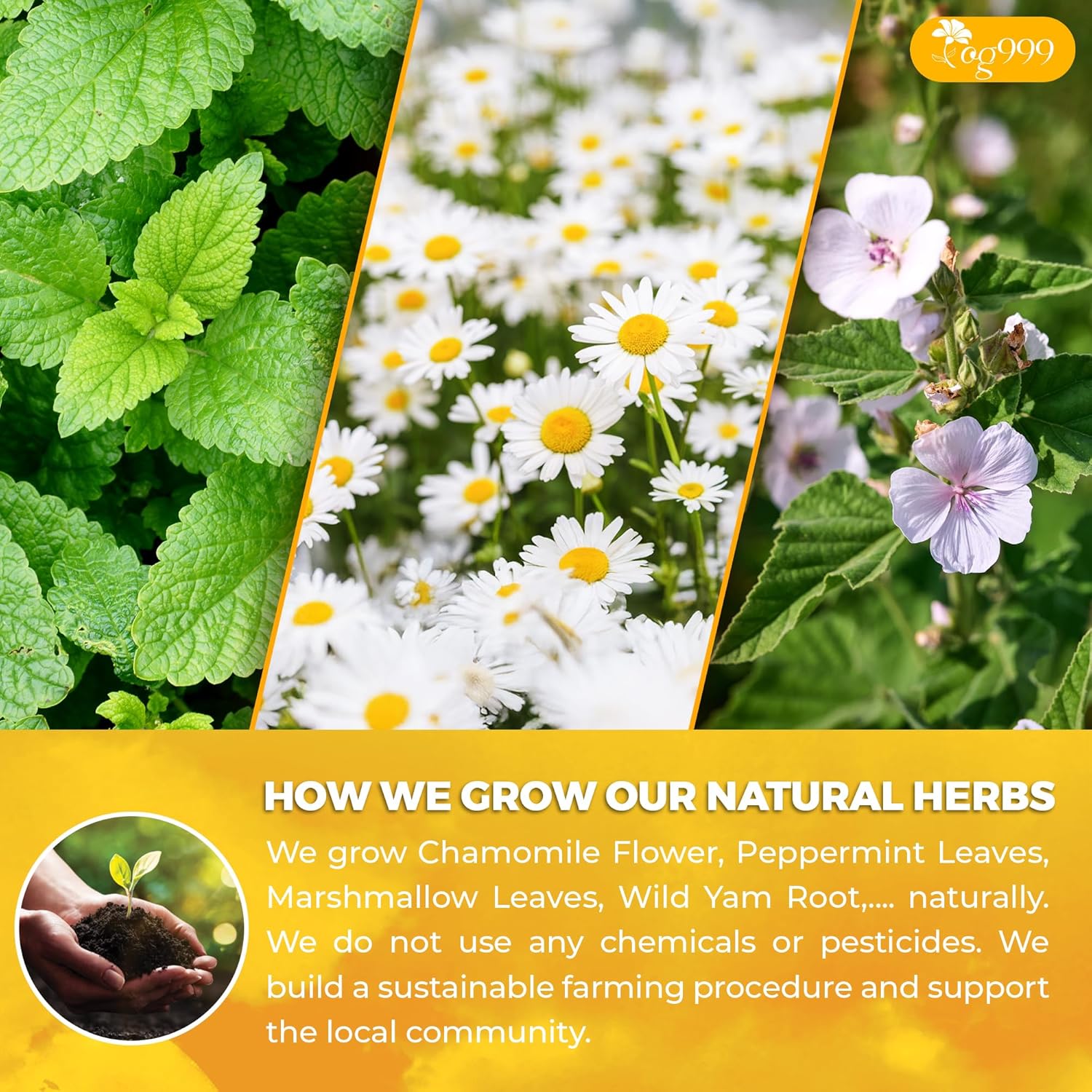 Premium Diverticulitis Tea Bags | 100% Natural Chamomile, Peppermint, Marshmallow Leaf, Wild Yam Root, Licorice & Ginger Herbal Blend by FreshDrinkUS - Natural and Premium Herbal Tea