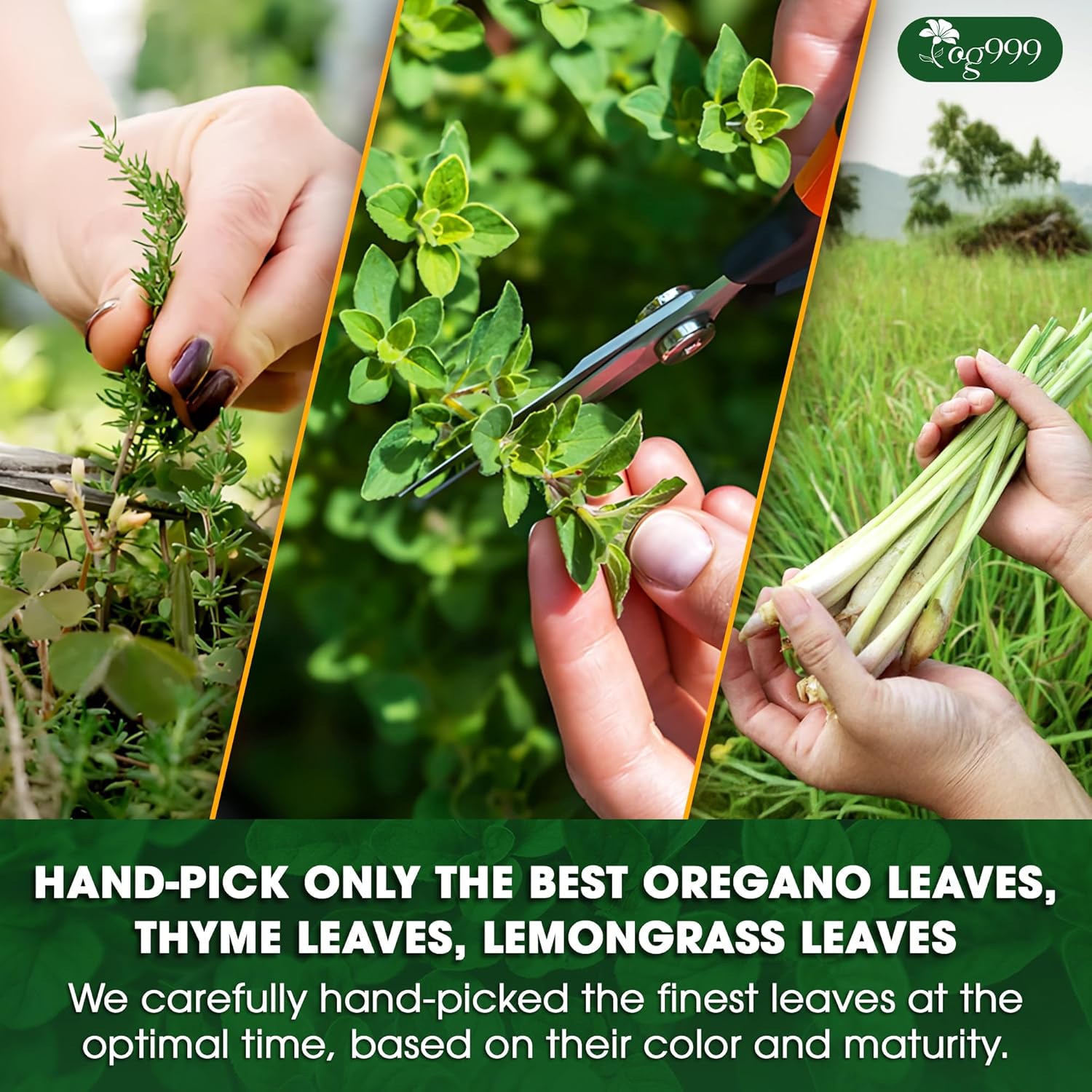 Premium Oregano Herbal Tea with Jasmine-Like Notes | Blend of Oregano, Thyme & Lemongrass by FreshDrinkUS - Natural and Premium Herbal Tea