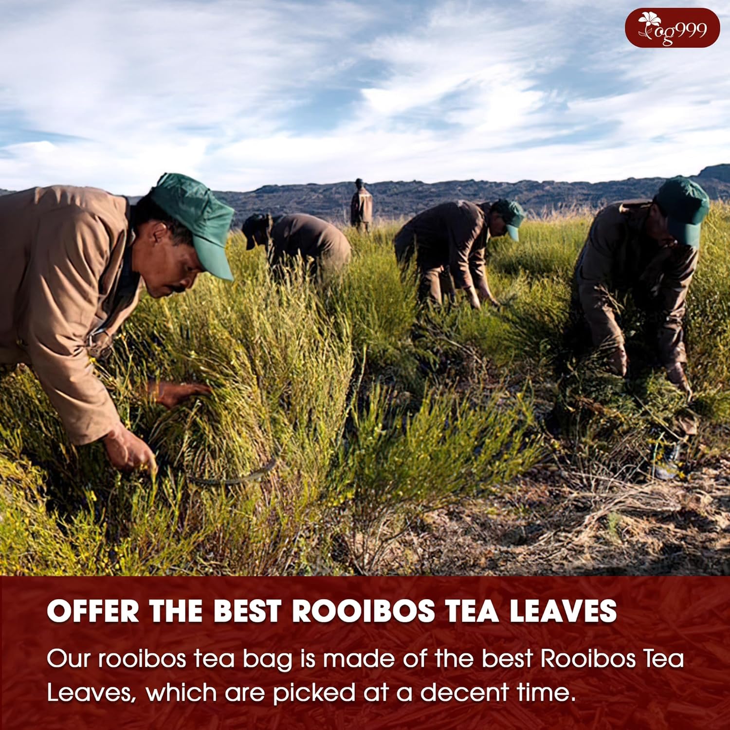 Premium Red Rooibos Tea Bags, 100% Natural & Pure from Rooibos Tea Leaves. Loose Leaf Rooibos Herbal Tea. Made with Natural Material Tea Bags. No Sugar, No Caffeine, No Gluten, Vegan. by FreshDrinkUS - Natural and Premium Herbal Tea