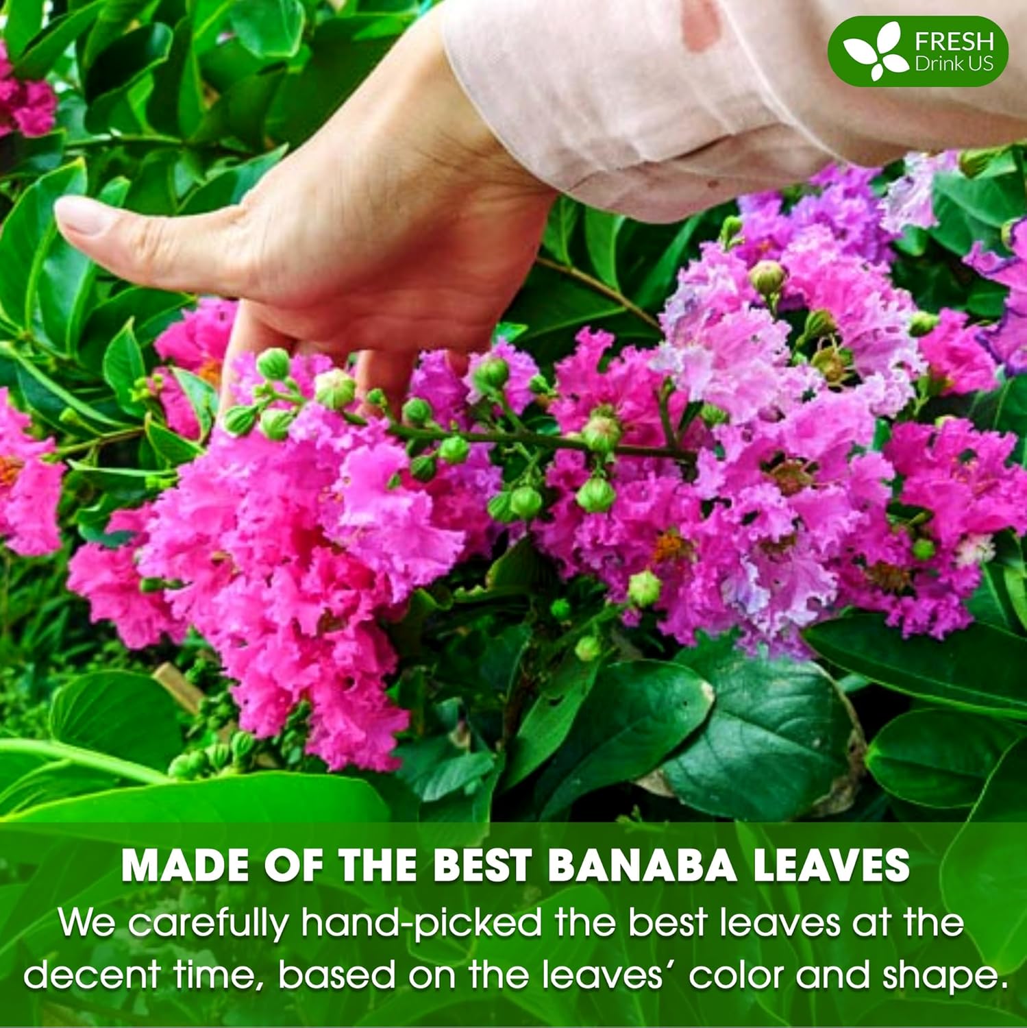 Premium Banaba Dried Leaves by FreshDrinkUS - Natural and Premium Herbal Tea