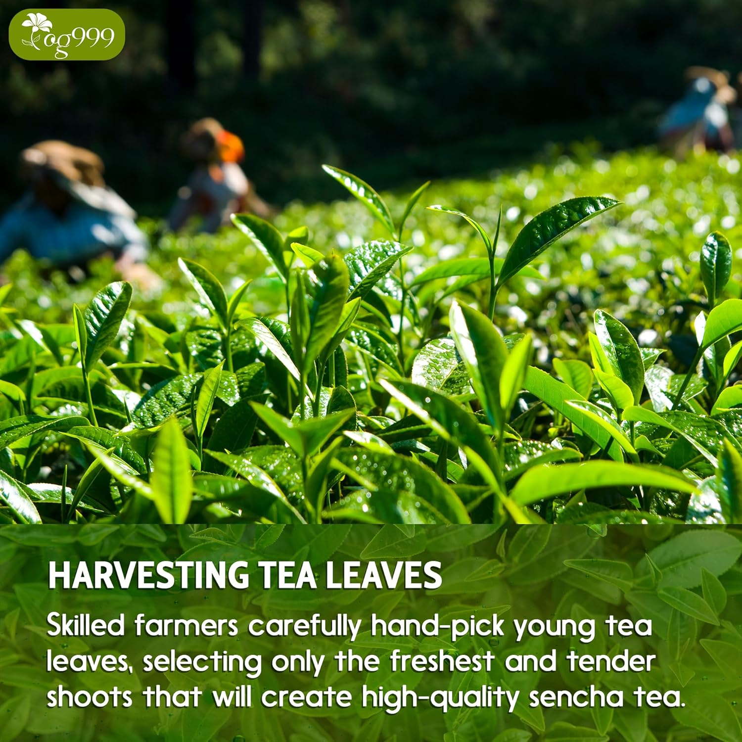 Premium Sencha Green Tea Bags, 100% Natural & Pure from Sencha Green Tea Leaves by FreshDrinkUS - Natural and Premium Herbal Tea