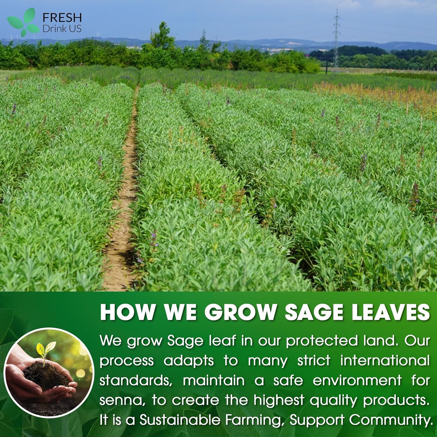 Sage Leaf Tea Bags, 100% Natural & Pure from Sage Leaves. Loose Leaf Sage Herbal Tea. Sage Leaf Tea. Made with Natural Material Tea Bags. No Sugar, No Caffeine, No Gluten, Vegan. by FreshDrinkUS - Natural and Premium Herbal Tea