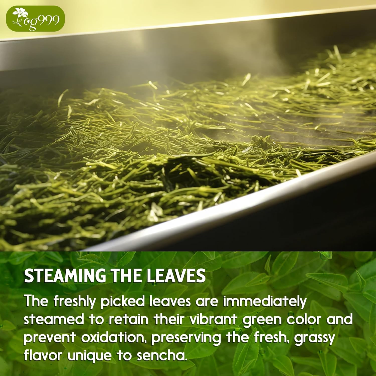 Premium Sencha Green Tea Bags, 100% Natural & Pure from Sencha Green Tea Leaves by FreshDrinkUS - Natural and Premium Herbal Tea
