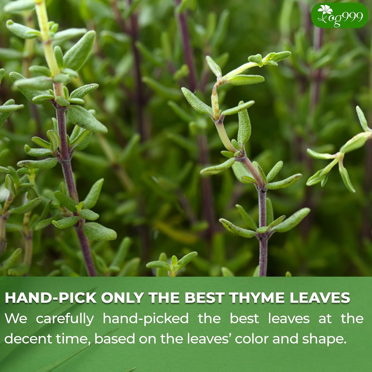 Premium 40 Thyme Leaf Tea Bags, 100% Natural & Pure, Loose Leaf Herbal Tea. by FreshDrinkUS - Natural and Premium Herbal Tea