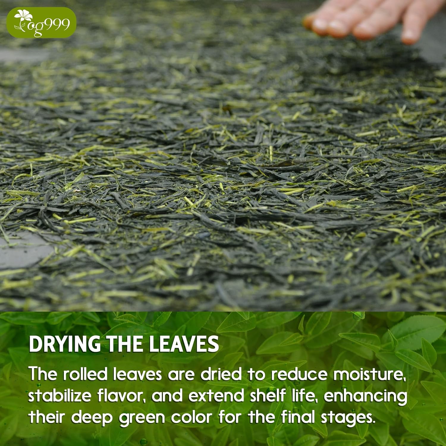 Premium Sencha Green Tea Bags, 100% Natural & Pure from Sencha Green Tea Leaves by FreshDrinkUS - Natural and Premium Herbal Tea