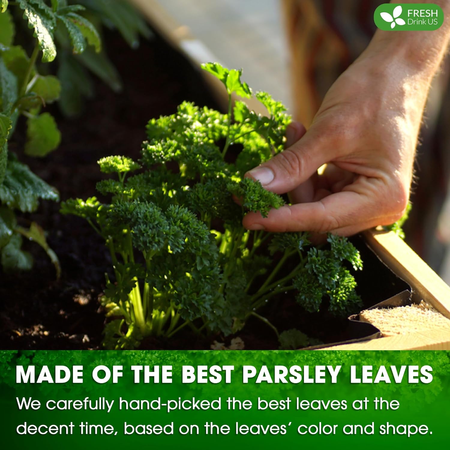 Premium Parsley Leaf Tea Bags, 100% Natural & Pure from Parsley Leaves. by FreshDrinkUS - Natural and Premium Herbal Tea