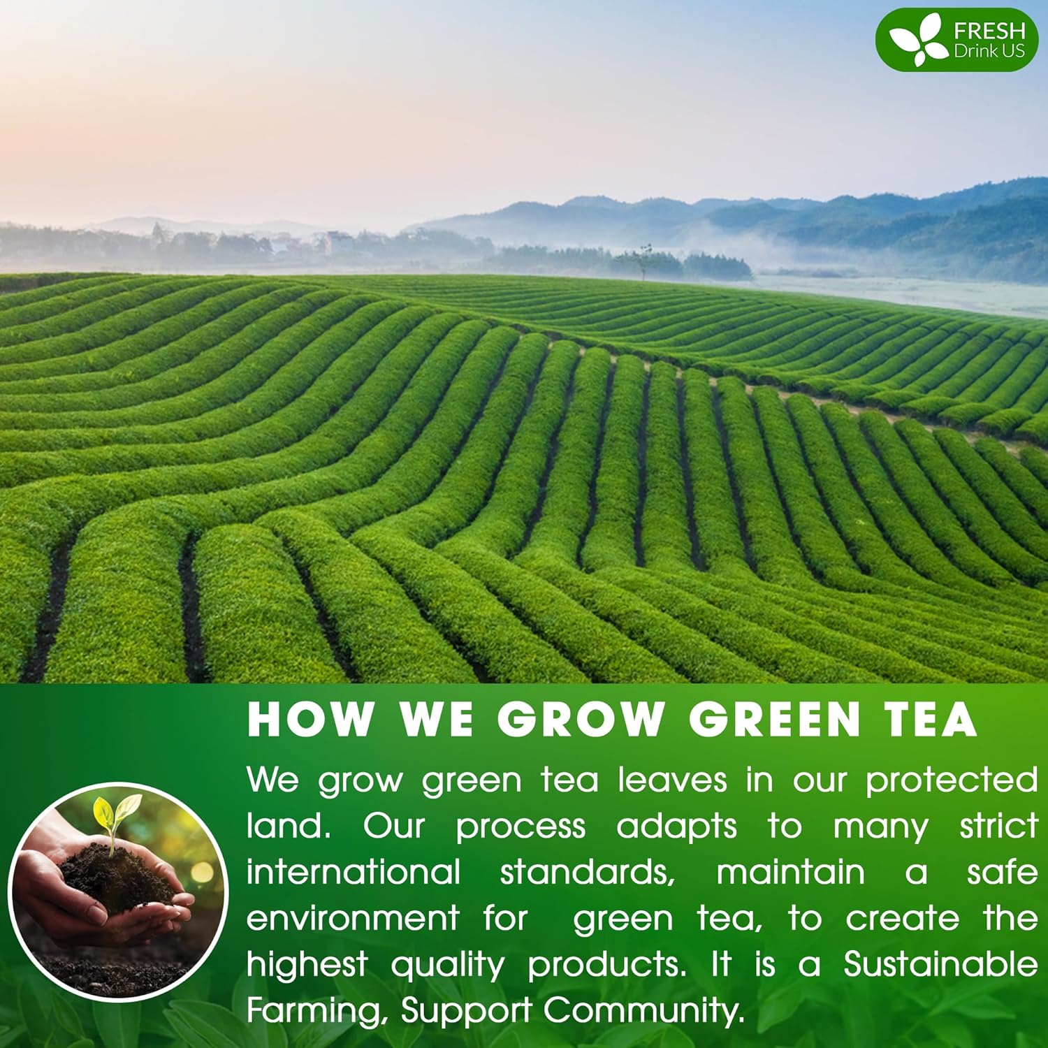 Premium Green Tea Bags, 100% Natural & Pure from Green Tea. Green Herbal Tea. No Sugar, No Gluten, Vegan by FreshDrinkUS - Natural and Premium Herbal Tea
