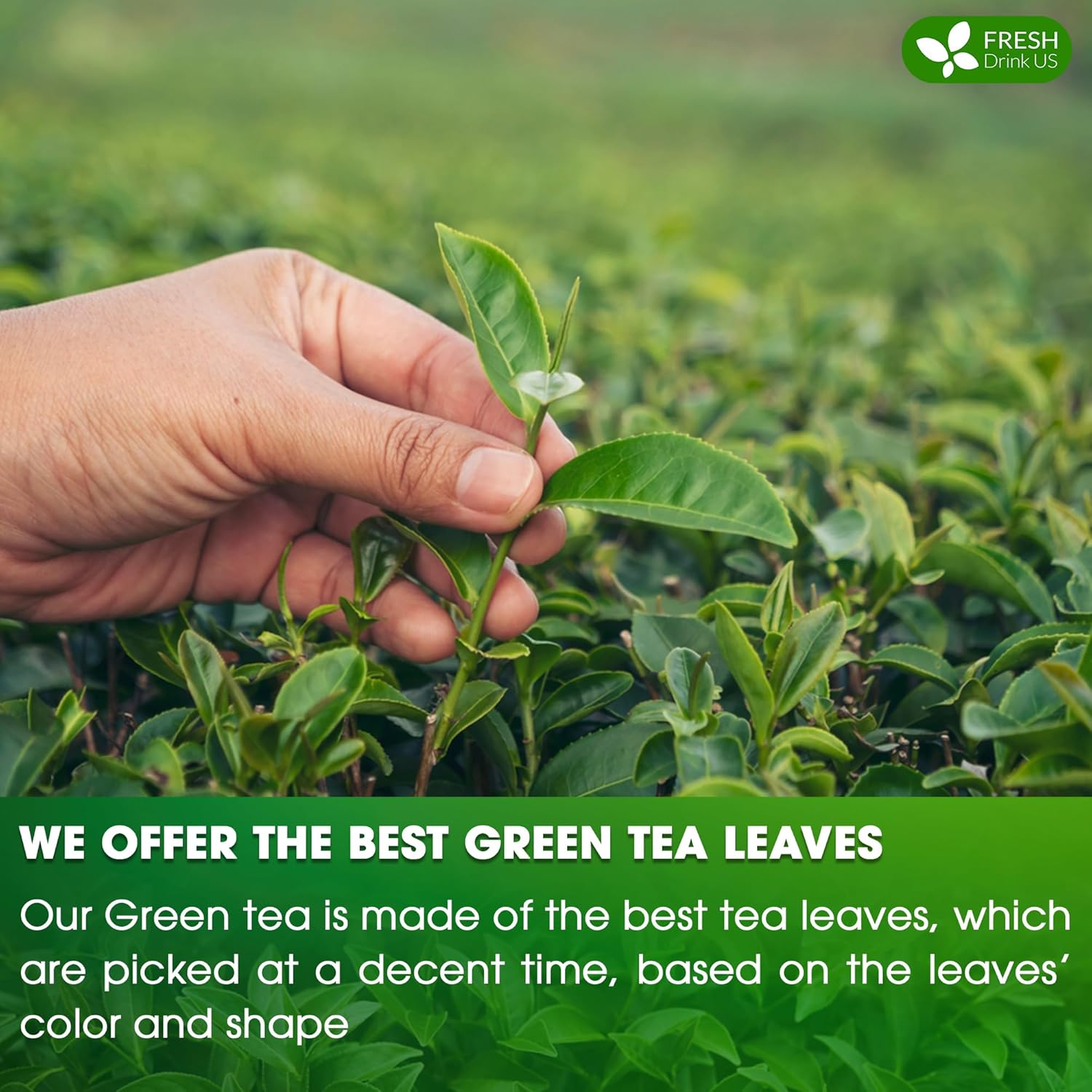 Premium Green Tea Bags, 100% Natural & Pure from Green Tea. Green Herbal Tea. No Sugar, No Gluten, Vegan by FreshDrinkUS - Natural and Premium Herbal Tea