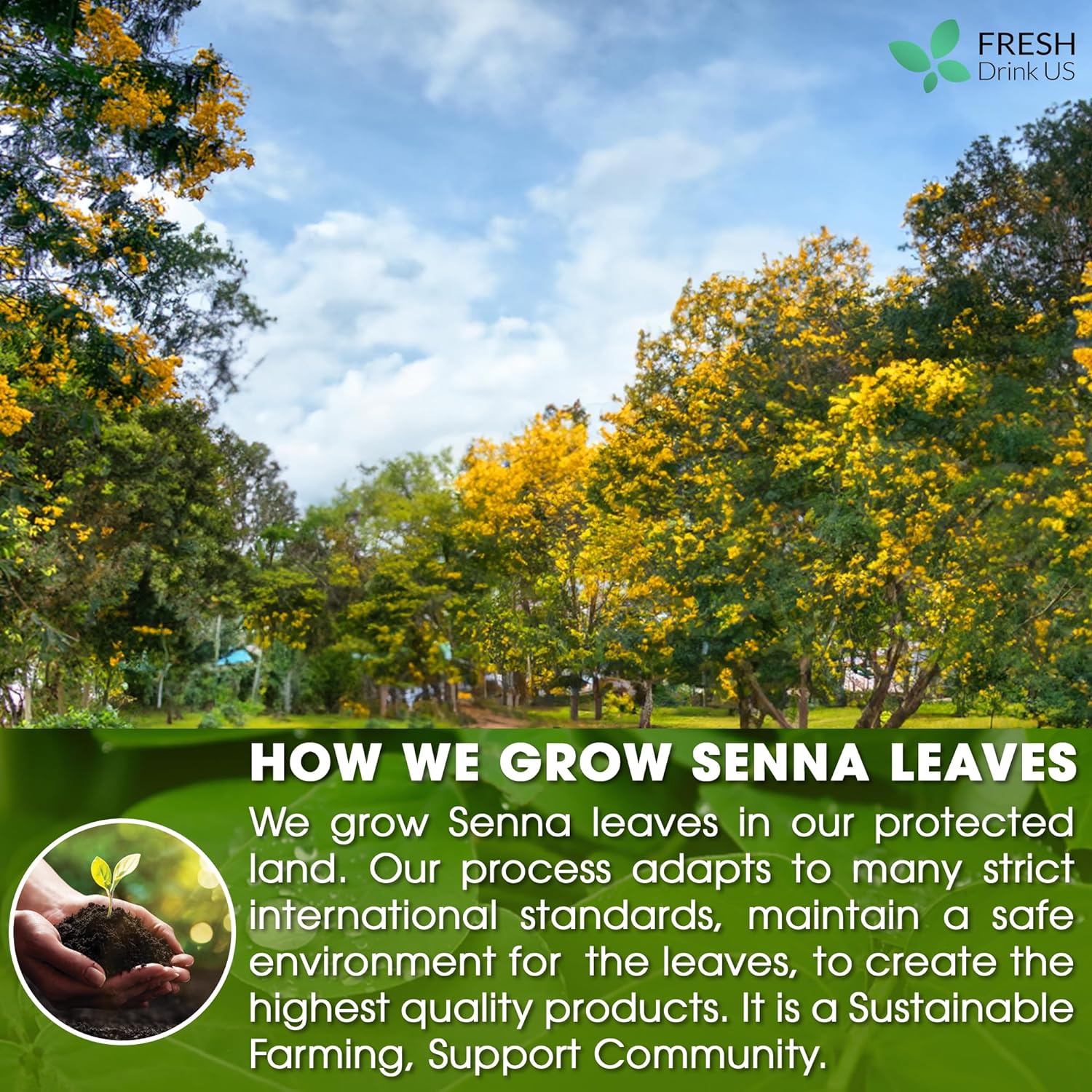 Premium Senna Leaf Tea Bags, 100% Natural & Pure from Senna Leaves. Loose Leaf Senna Herbal Tea, Made with Natural Material Tea Bags, Senna Leaf Tea. No Sugar, No Caffeine, No Gluten, Vegan. by FreshDrinkUS - Natural and Premium Herbal Tea