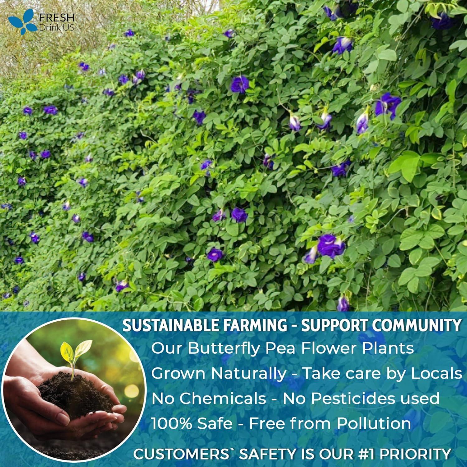 Premium Butterfly Pea Flowers, Tea Bags, 100% Natural and Pure from Butterfly Pea Flowers, Hand-made, Made With Natural Materials-Corn Fiber Tea Bag, Sugar/Caffeine/Gluten Free by FreshDrinkUS - Natural and Premium Herbal Tea