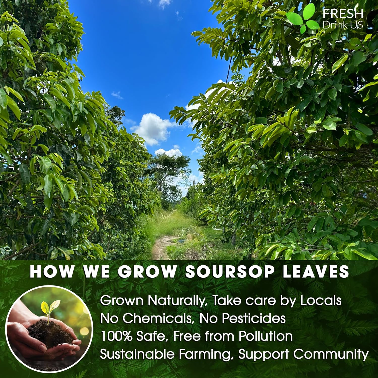40 Premium Soursop Graviola Leaf Tea Bags, 100% Natural and Pure from Soursop Leaves, Handmade, Made With Natural Materials-Corn Fiber Tea Bag, Sugar/Caffeine/Gluten Free, Hoja Guanabana Tea by FreshDrinkUS - Natural and Premium Herbal Tea