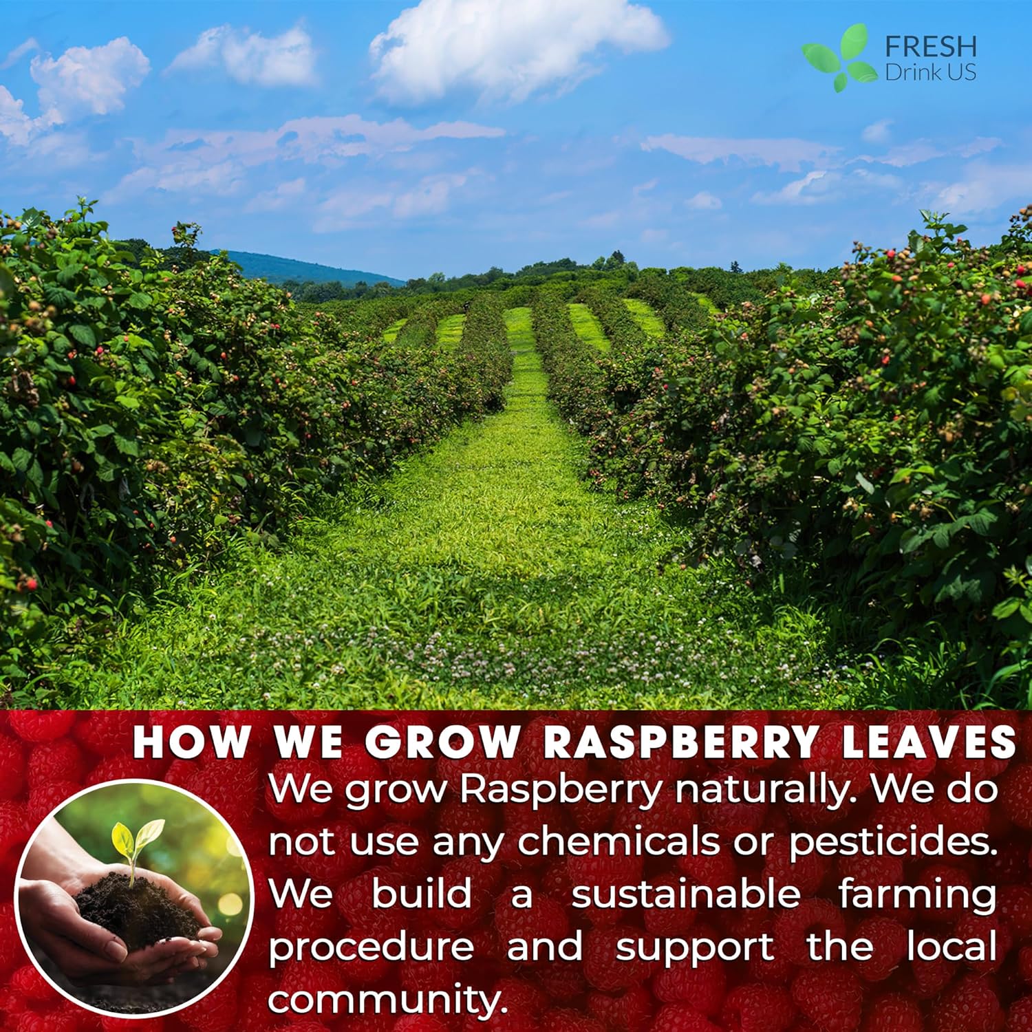 Raspberry Leaf Tea Bags, 100% Natural & Pure from Raspberry Leaves. Loose Leaf Raspberry Herbal Tea, Made with Natural Material Tea Bags, Raspberry Leaf Tea. No Sugar, No Caffeine, No Gluten, Vegan. by FreshDrinkUS - Natural and Premium Herbal Tea