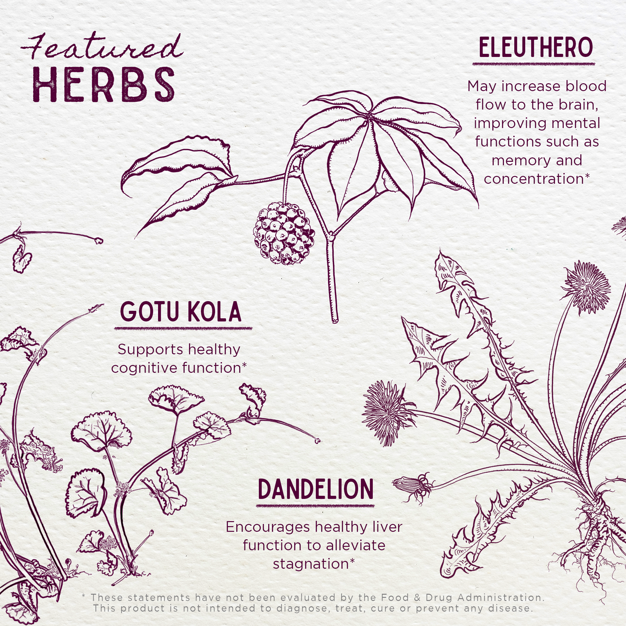 Genius Juice, Cognitive Aid by WishGarden Herbs