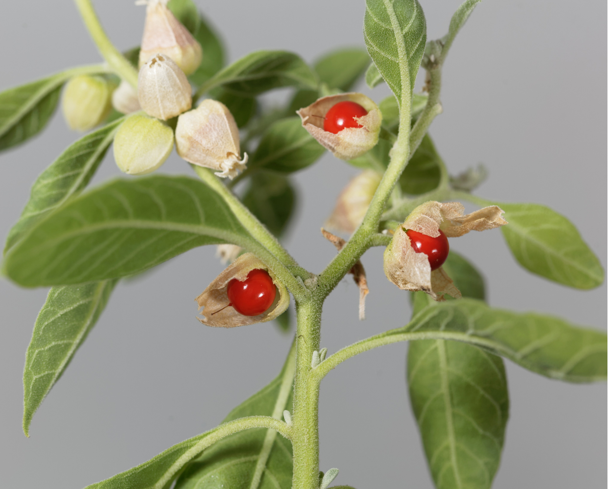 My Balance Nutrisentials Organic Ashwagandha - An Ancient Treasure by My Balance