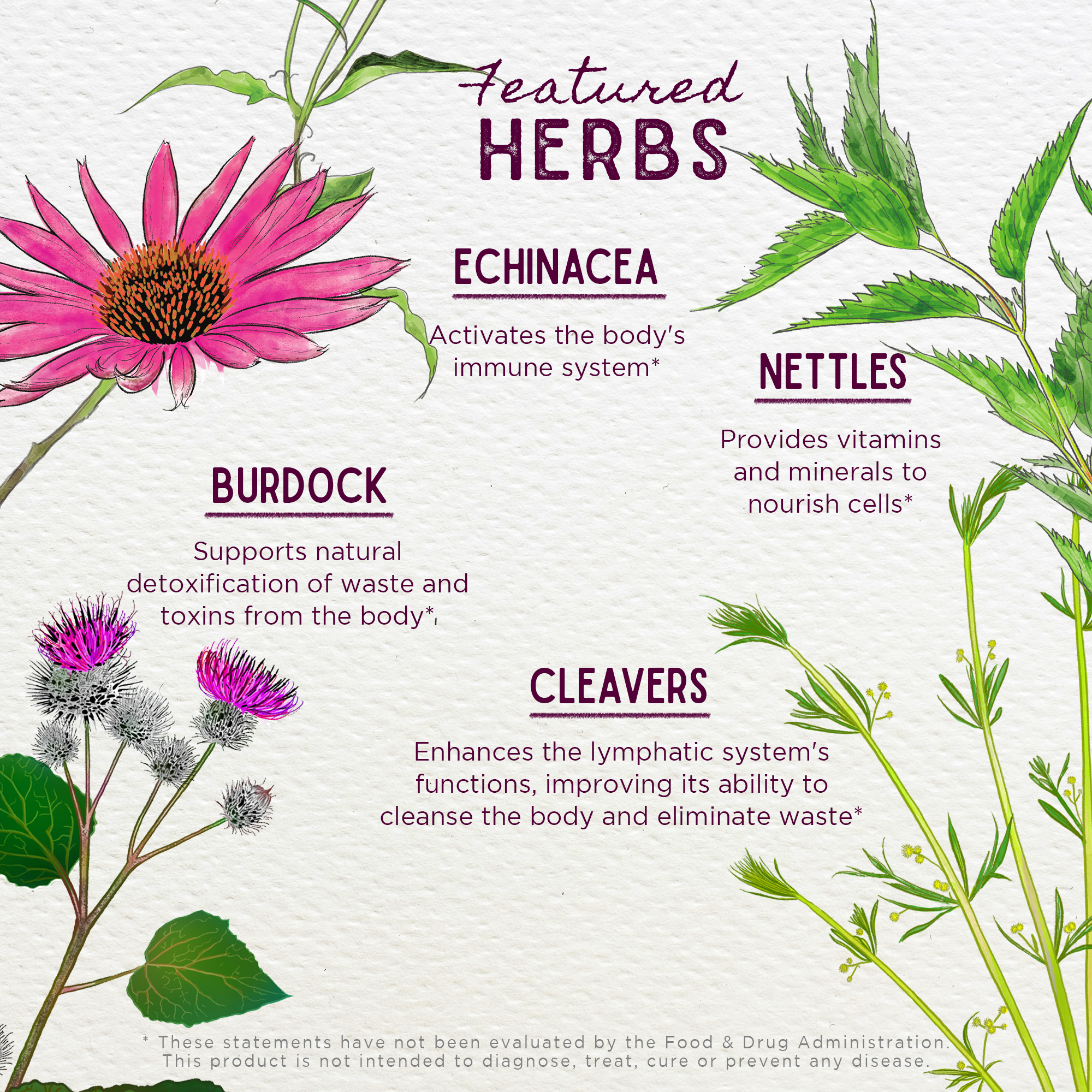 Daily Immune, Builder by WishGarden Herbs