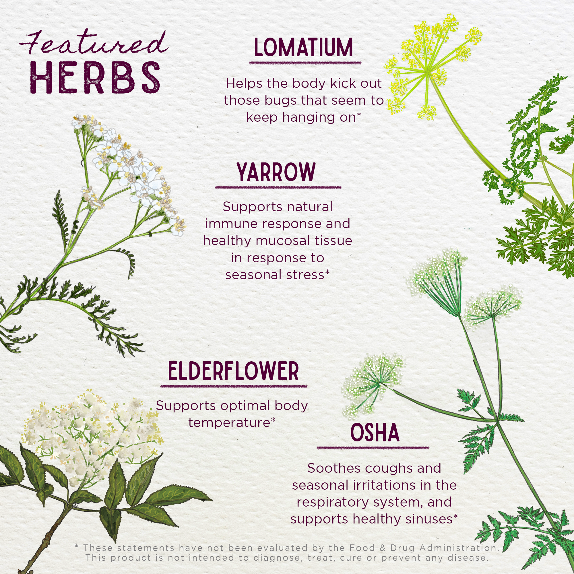 Serious V-Fighter, Immune Force by WishGarden Herbs