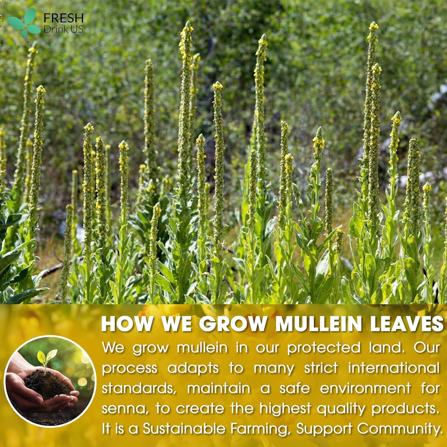 Mullein Leaf Tea Bags, 100% Natural & Pure from Mullein Leaves. Loose Leaf Mullein Herbal Tea. Made with Natural Material Tea Bags. No Sugar, No Caffeine, No Gluten, Vegan. by FreshDrinkUS - Natural and Premium Herbal Tea