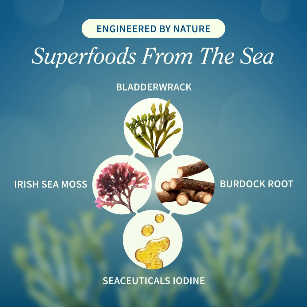 Irish Sea Moss with Iodine Energy Support by Snap Supplements