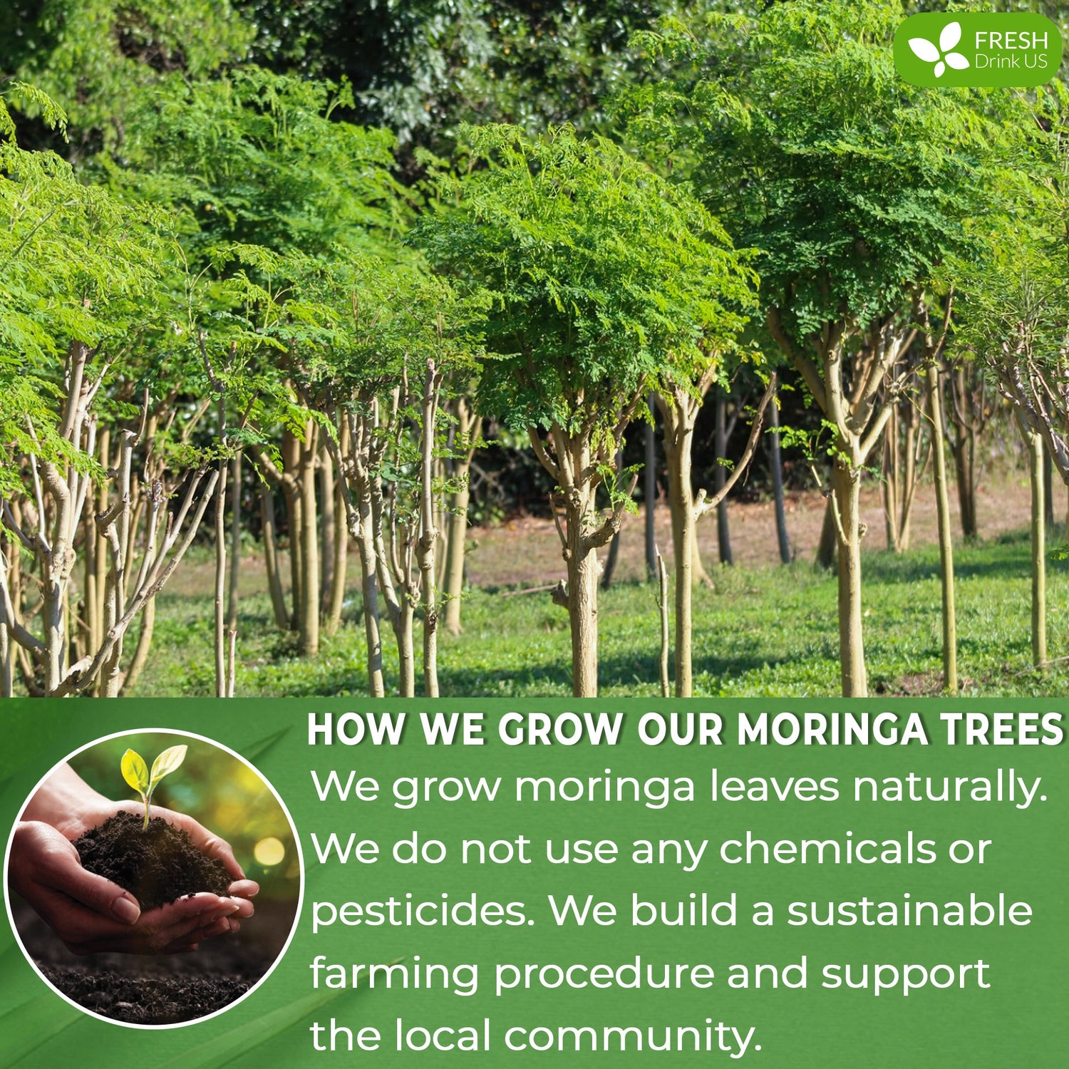 Moringa Leaf Tea Bags, 100% Natural &amp; Pure from Moringa Leaves. Loose Leaf Moringa Herbal Tea. Moringa Leaf Tea. No Sugar, No Caffeine, No Gluten, Vegan by FreshDrinkUS - Natural and Premium Herbal Tea