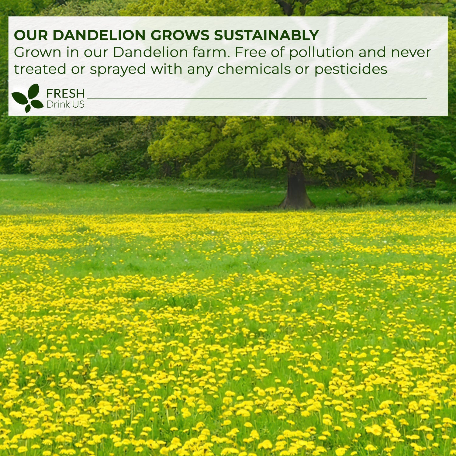Dandelion Root Tea Bags, 100% Natural &amp; Pure from Dandelion Root, Eco-Conscious Tea Bags, Dandelion Root Herbal Tea. Dandelion Root Tea. No Sugar, No Caffeine, No Gluten, Vegan. by FreshDrinkUS - Natural and Premium Herbal Tea