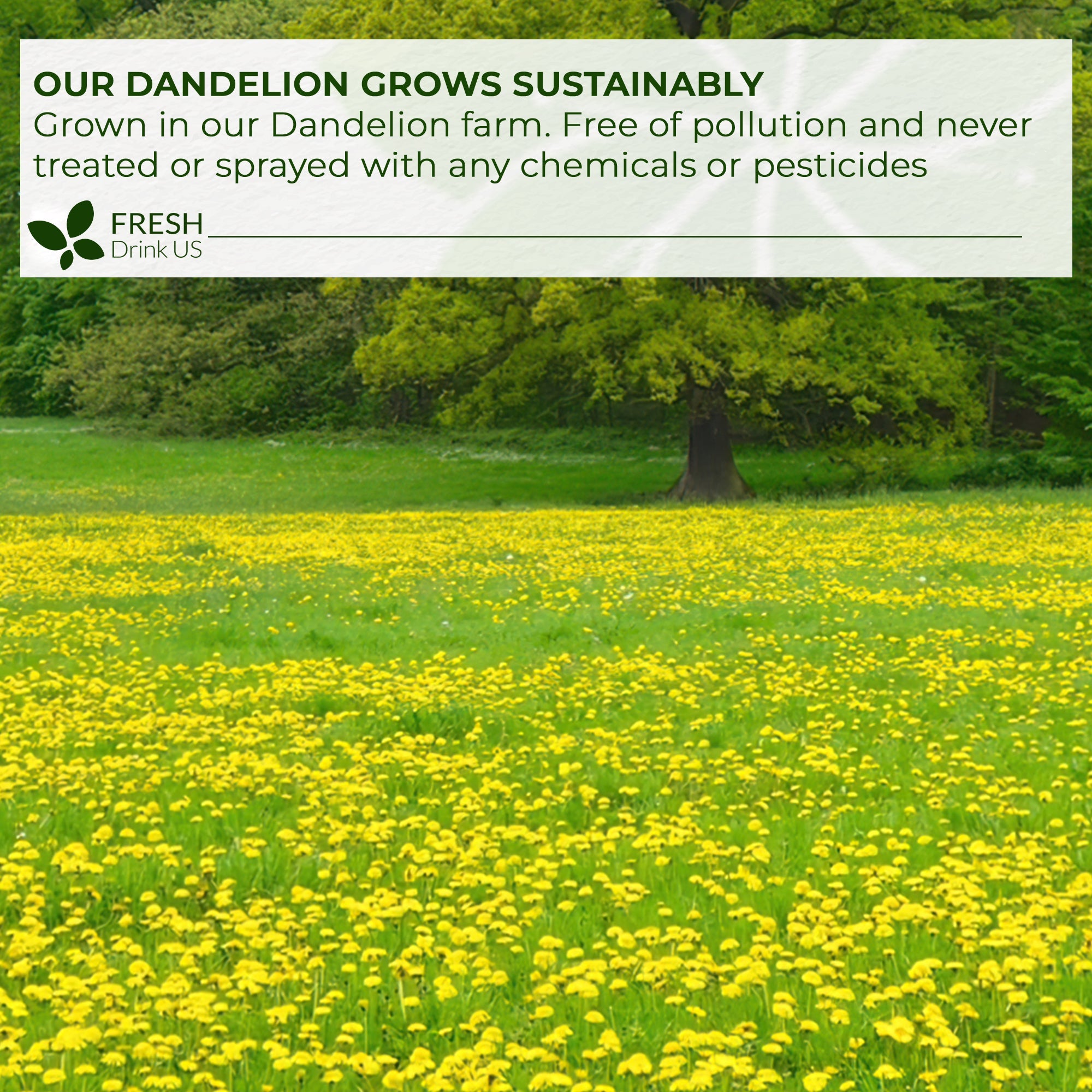 Dandelion Root Tea Bags, 100% Natural &amp; Pure from Dandelion Root, Eco-Conscious Tea Bags, Dandelion Root Herbal Tea. Dandelion Root Tea. No Sugar, No Caffeine, No Gluten, Vegan. by FreshDrinkUS - Natural and Premium Herbal Tea
