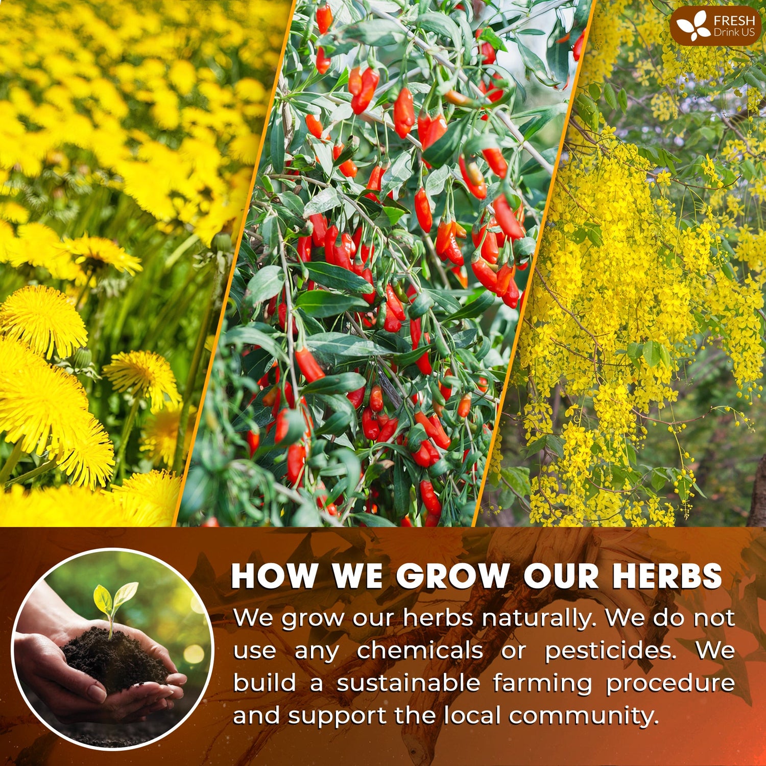 Dandelion Wolfberry Tea, 7 Herbal Ingredients by FreshDrinkUS - Natural and Premium Herbal Tea