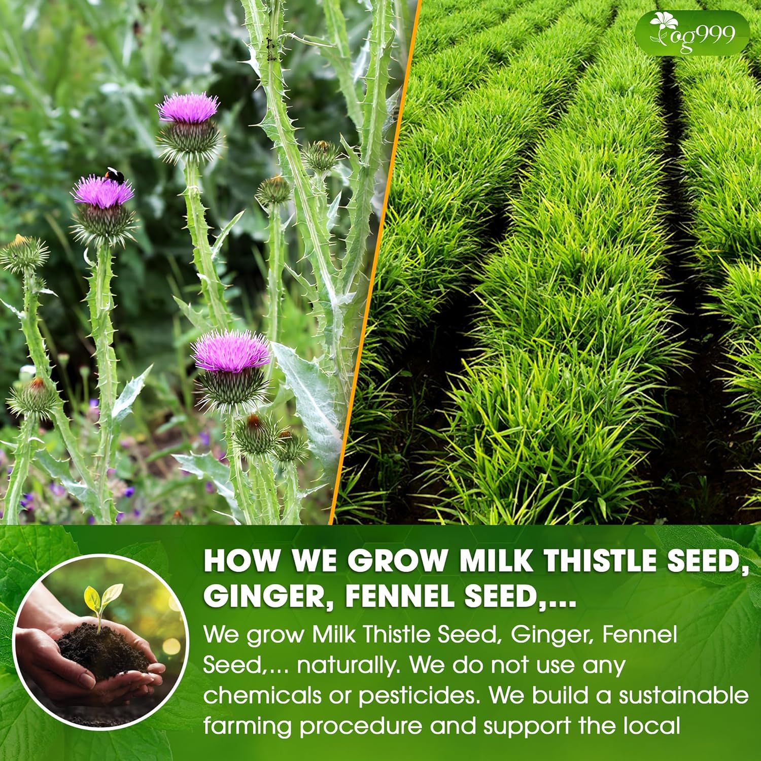 Premium Stomach &amp; Liver Herbal Tea | Milk Thistle Seed, Ginger, Fennel, Peppermint &amp; Licorice by FreshDrinkUS - Natural and Premium Herbal Tea