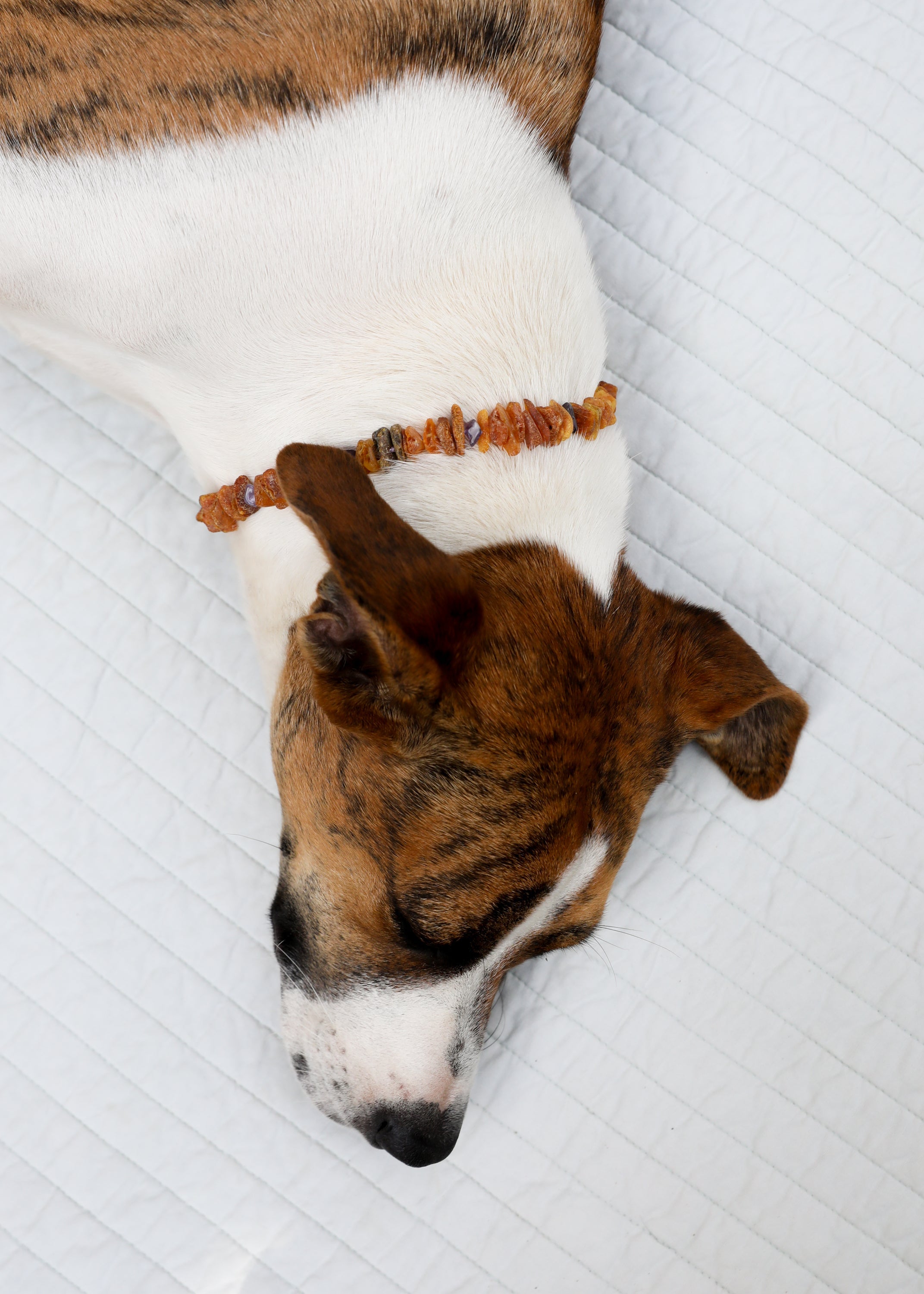 Pet Necklace: Raw Baltic Amber + Raw Amethyst by CanyonLeaf