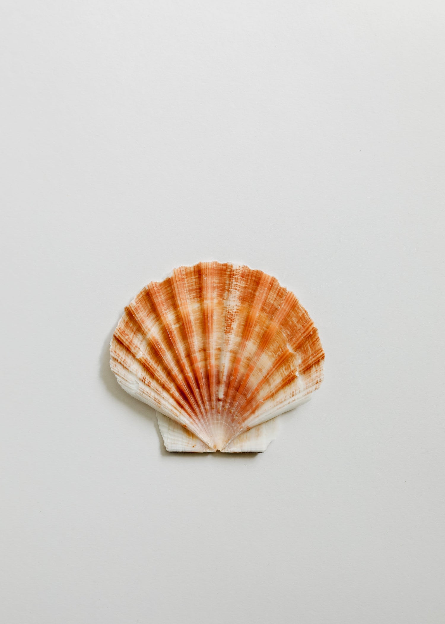 Sea Shell by CanyonLeaf