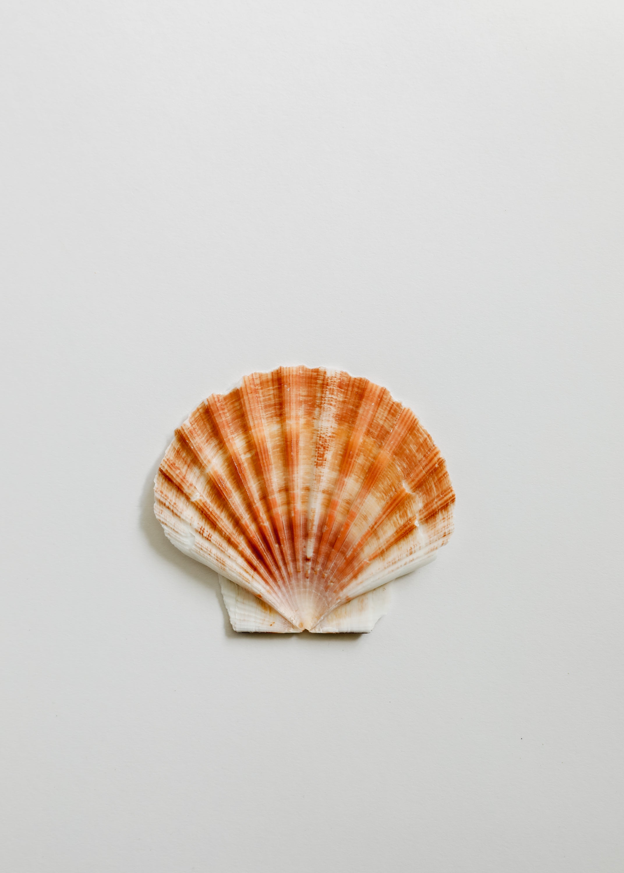 Sea Shell by CanyonLeaf