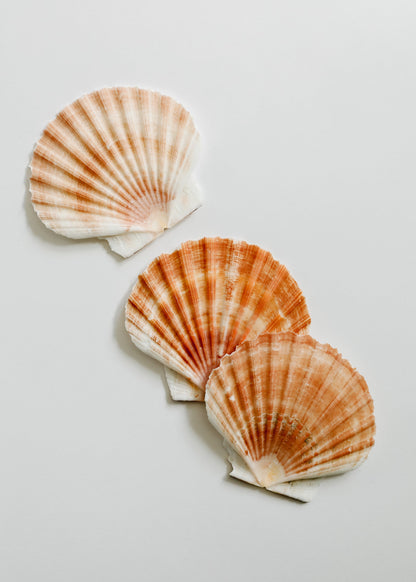 Sea Shell by CanyonLeaf
