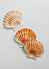 Sea Shell by CanyonLeaf