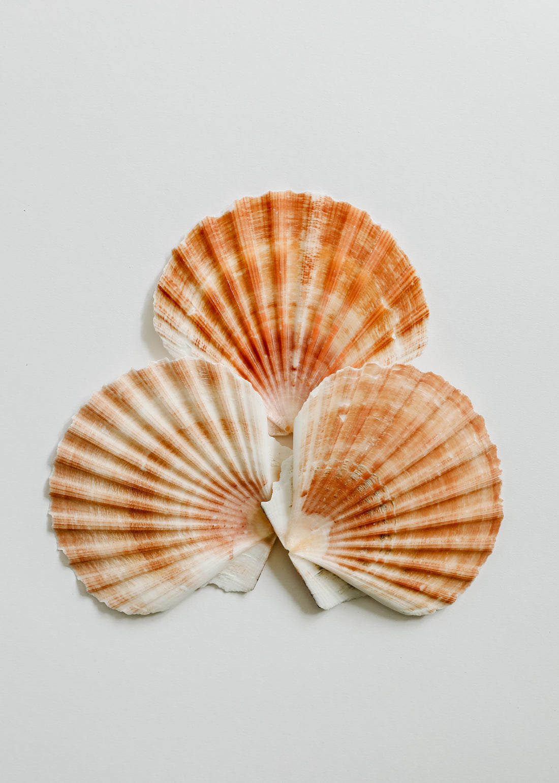 Sea Shell by CanyonLeaf
