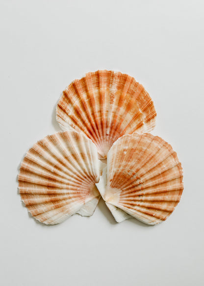 Sea Shell by CanyonLeaf