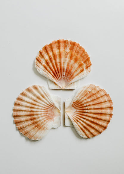 Sea Shell by CanyonLeaf