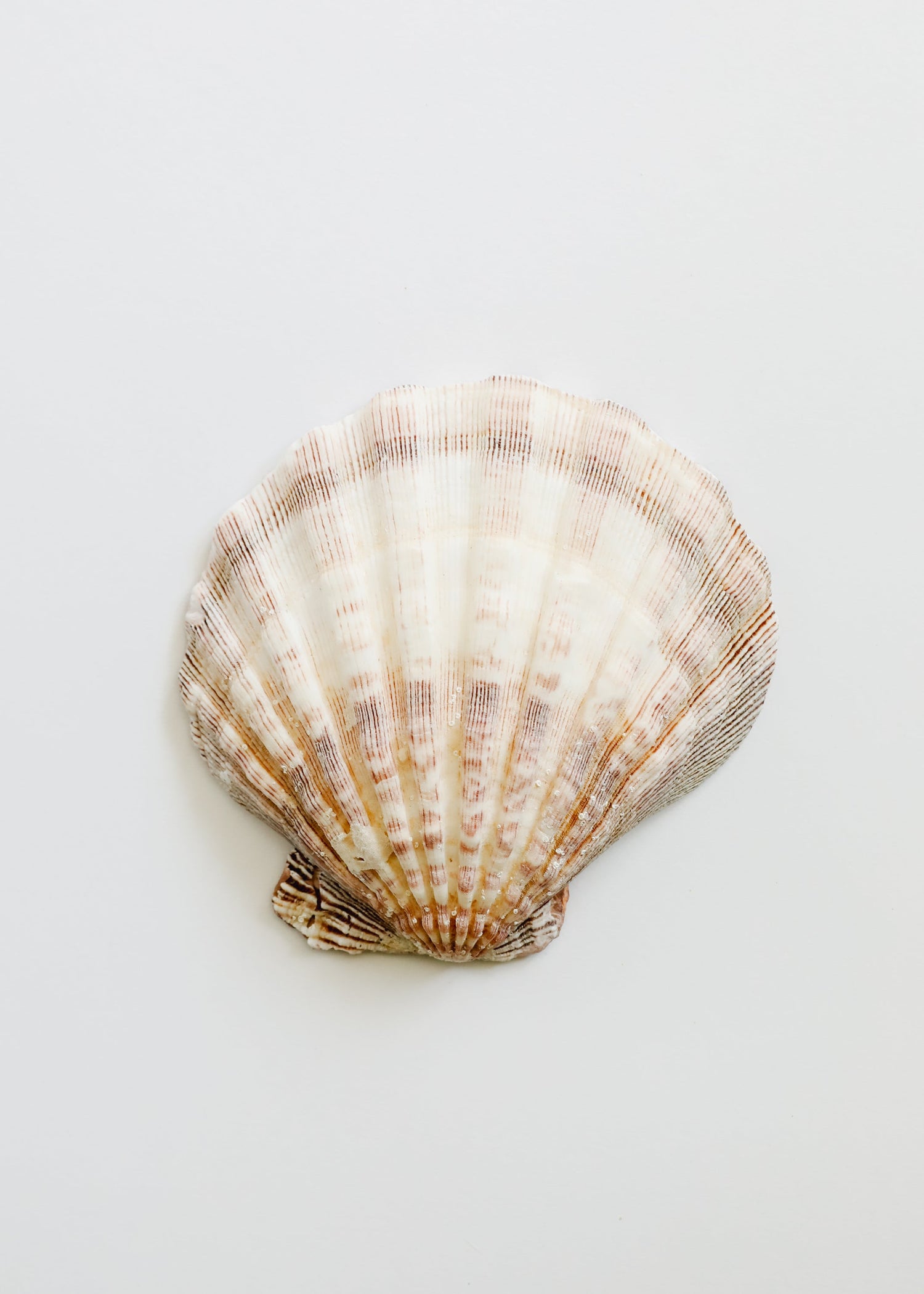 Sea Shell by CanyonLeaf