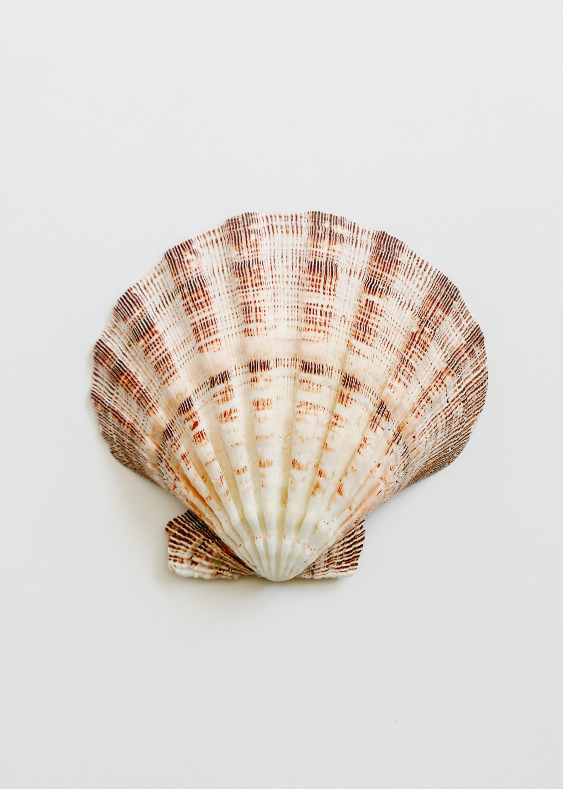Sea Shell by CanyonLeaf
