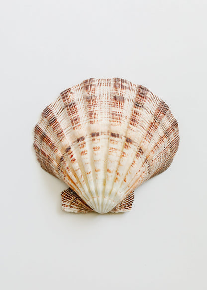 Sea Shell by CanyonLeaf