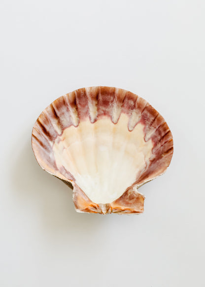 Sea Shell by CanyonLeaf