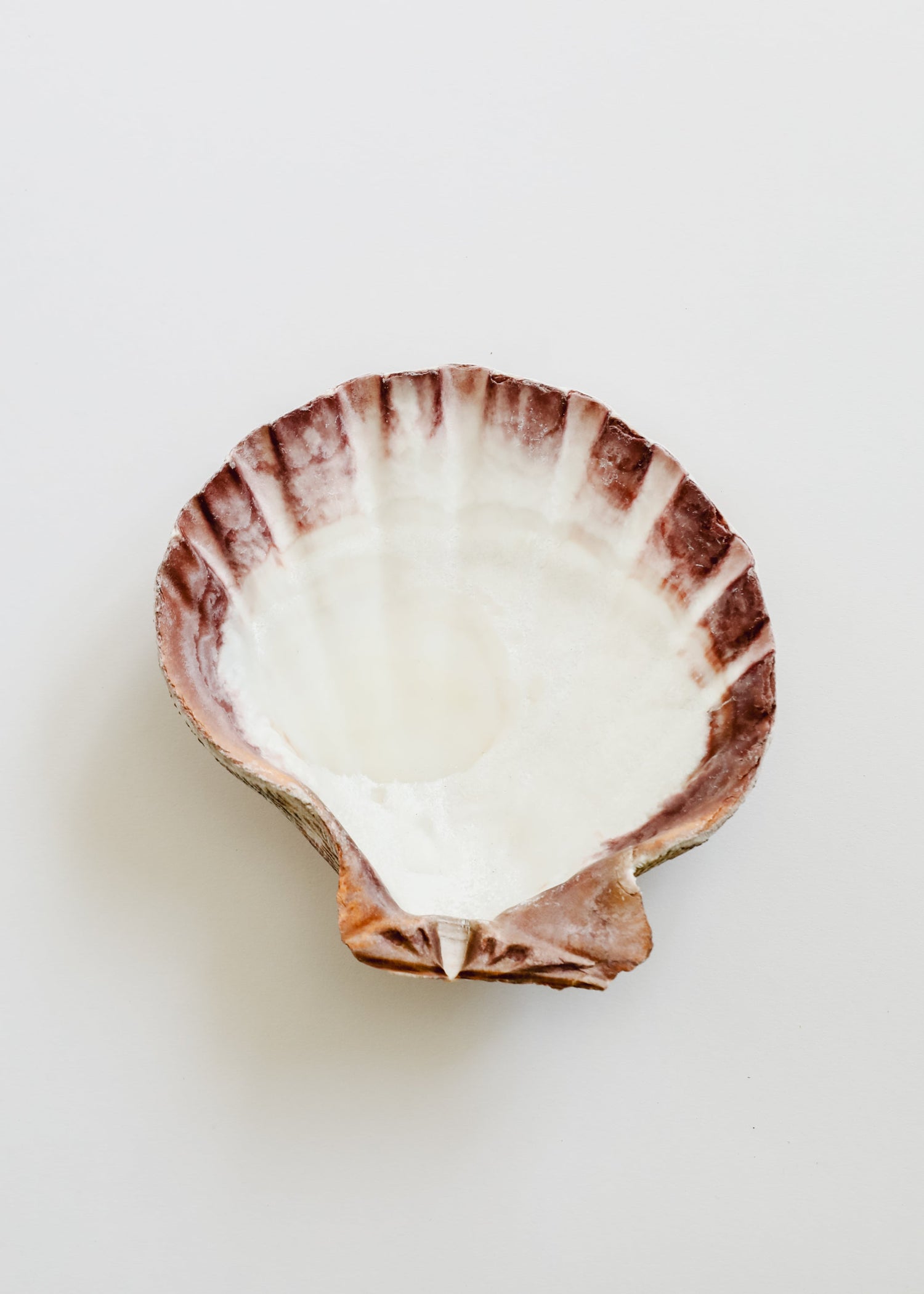 Sea Shell by CanyonLeaf