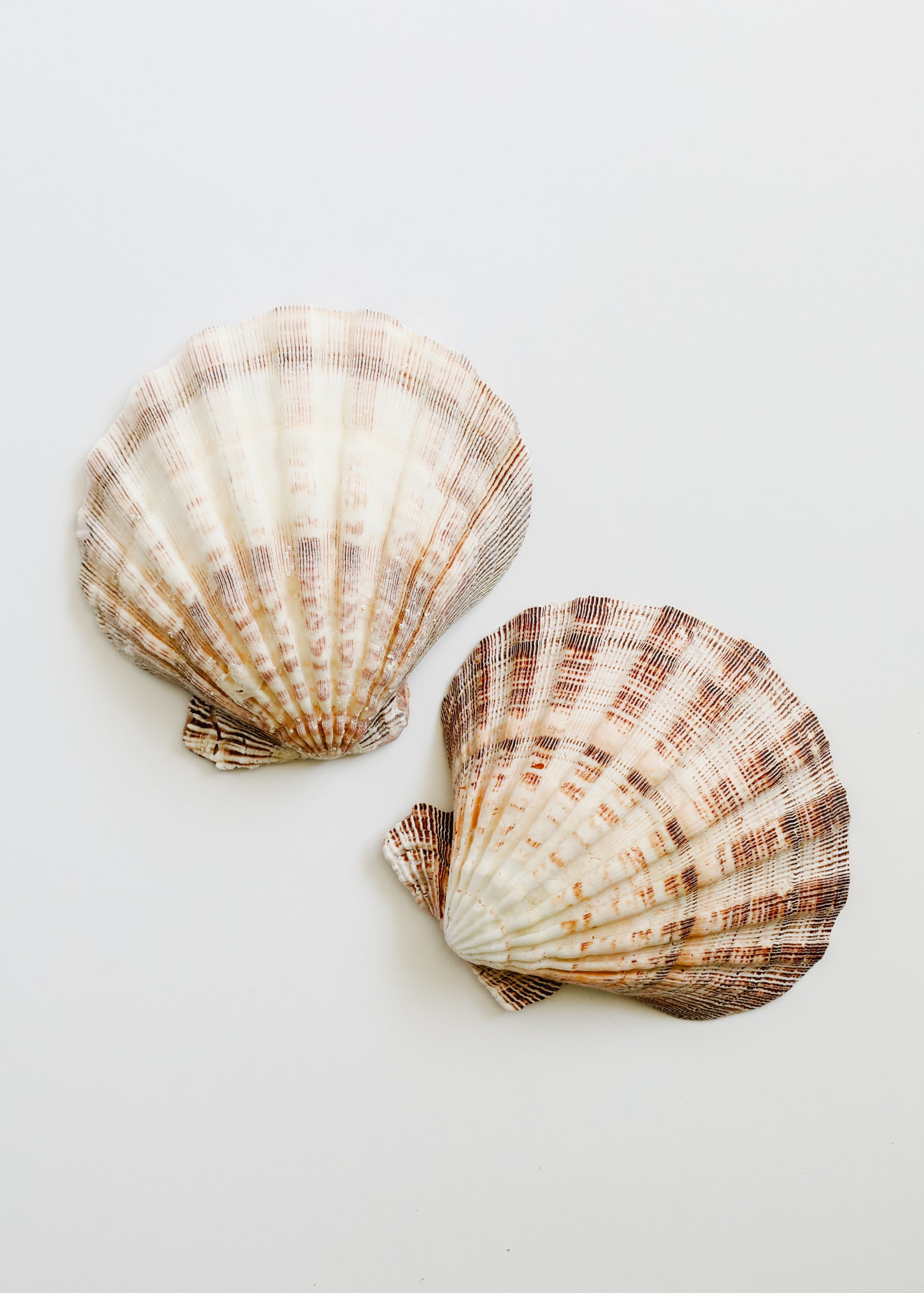 Sea Shell by CanyonLeaf