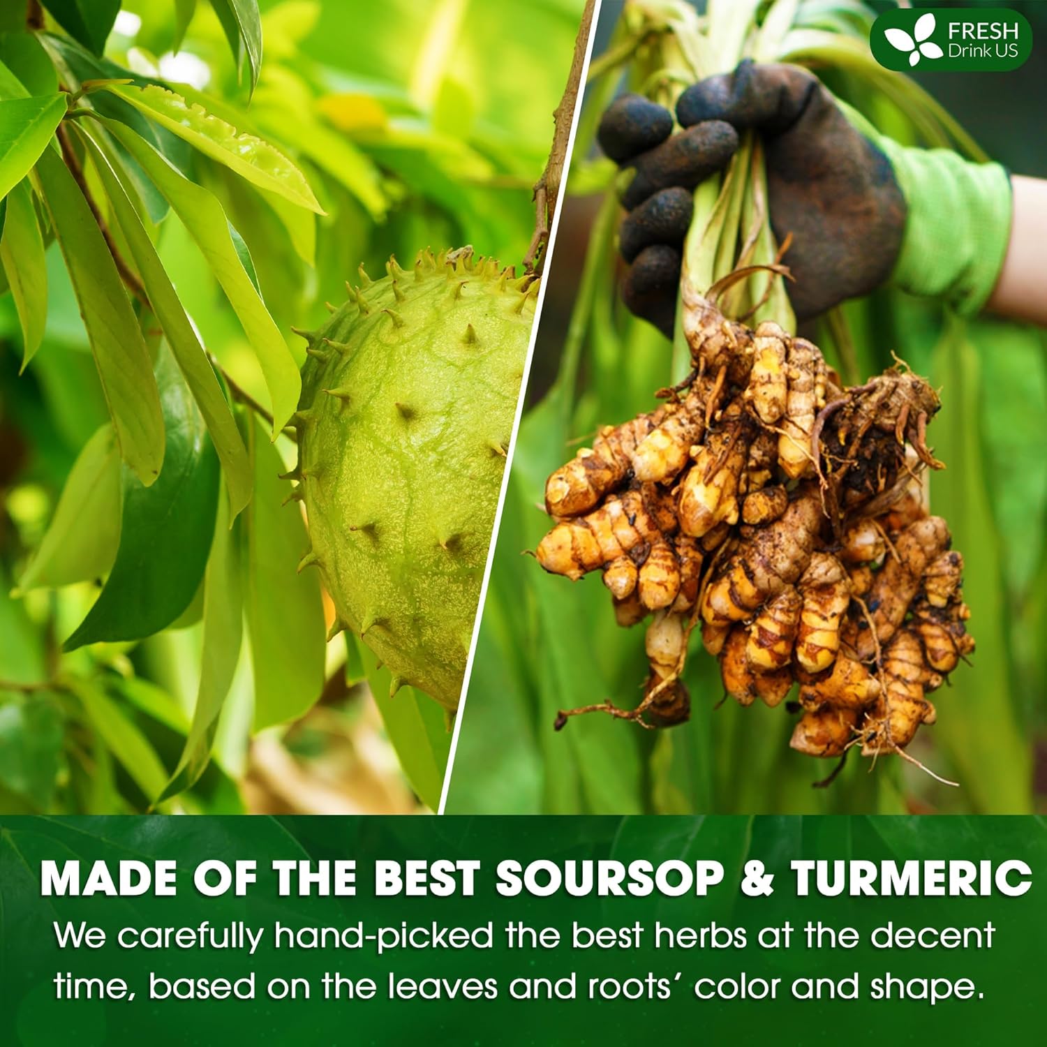 Premium Soursop Turmeric Tea Bags | Blend of Soursop Leaves, and Turmeric Root by FreshDrinkUS - Natural and Premium Herbal Tea