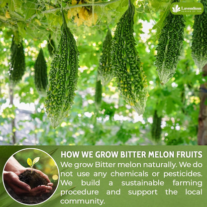 Bitter Melon Tea Bags, 100% Natural, Pure Bitter Melon. Bitter Melon Herbal Tea. Bitter Melon Fruit Tea. No Sugar, No Caffeine, No Gluten, Vegan by FreshDrinkUS - Natural and Premium Herbal Tea