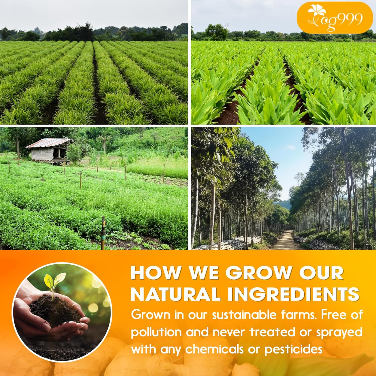 Premium Ginger, Turmeric and Cinnamon, Hand-made Blend of Ginger, Turmeric, Cinnamon, Orange Peel, Black Pepper, Hawthorn Berry and Jasmine. by FreshDrinkUS - Natural and Premium Herbal Tea