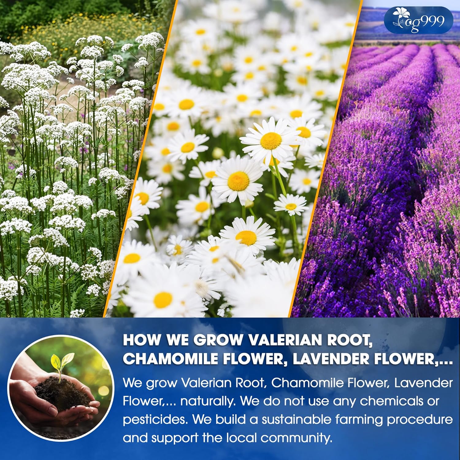 Premium Valerian Tea, Improve Digestion, Support Brain, Weight, Skin and Sleep by FreshDrinkUS - Natural and Premium Herbal Tea