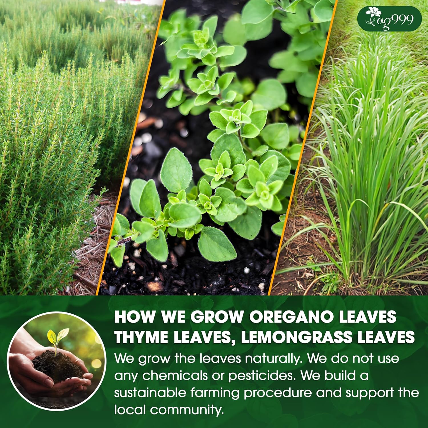 Premium Oregano Herbal Tea with Jasmine-Like Notes | Blend of Oregano, Thyme &amp; Lemongrass by FreshDrinkUS - Natural and Premium Herbal Tea